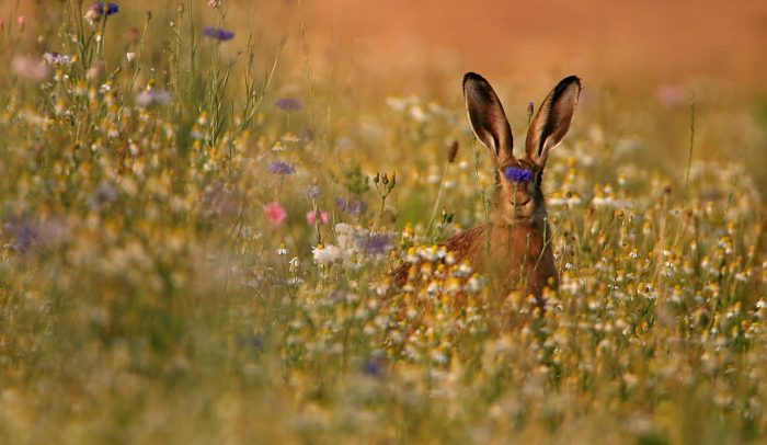 Prix Chasse durable 2026 - Fondation François Sommer - biodiversité - Chasse nature société